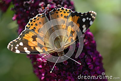 A painted lady butterfly Stock Photo