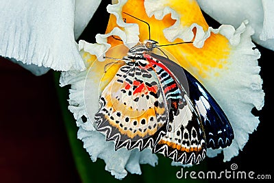 Painted Lady Butterfly Feeding Stock Photo