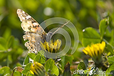 Painted Lady - Butterfly - Front Stock Photo