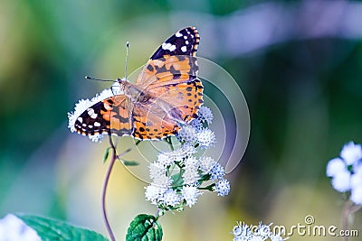 Painted Lady Butterfly Stock Photo