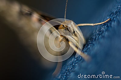 Painted Lady Butterfly Macro Photography Stock Photo