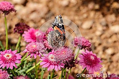 Painted Lady butterfly on Marguerite Daisy, Phoenix. Stock Photo