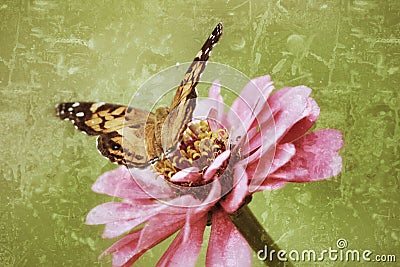 An antiqued photograph of a Painted Lady Butterfly. Stock Photo