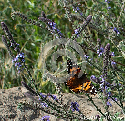 Painted Lady Butterfly with open wings on plant stem with yellow flowers in the background Stock Photo