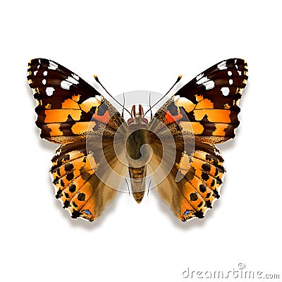 The painted lady butterfly with orange yellow ochre coloured wings from Europe Cartoon Illustration