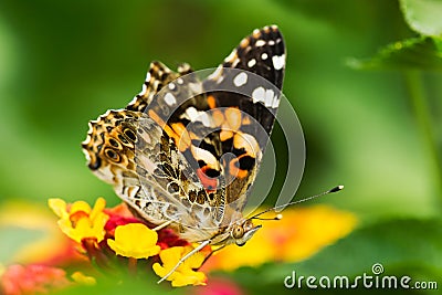 Painted Lady Butterfly - Vanessa cardui Stock Photo