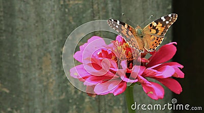 Painted Lady Butterfly & Pink Zinnia Stock Photo