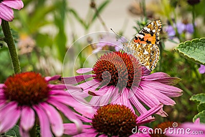 Painted lady butterfly pollinates echinacea purpurea or purple coneflower Stock Photo