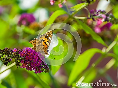 Painted lady butterfly sitting on the flowers of a butterfly bush, common cosmopolitan insect specie Stock Photo