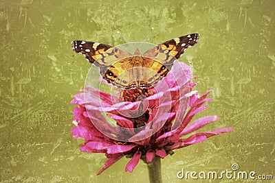 Painted Lady Butterfly spreads its wings in this antiqued photograph. Stock Photo