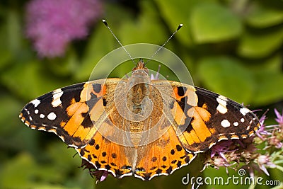 Painted Lady butterfly, Vanessa cardui Stock Photo