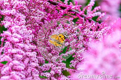Painted Lady butterfly, Vanessa cardui on flowers Stock Photo