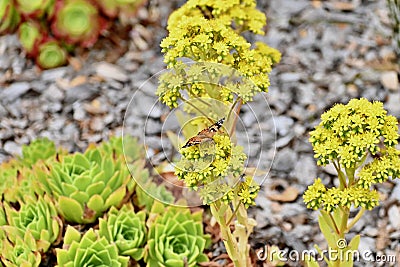 Painted Lady Butterfly Vanessa cardui 1 Stock Photo