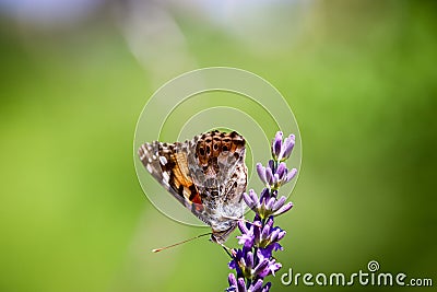 Painted lady, Cosmopolite Vanessa cardui on Lavender Lavandula Stock Photo