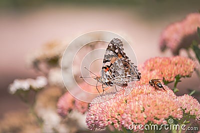 A Painted lady, Cosmopolite (Vanessa cardui) sucking up nectar from yellow flowers in the morning Stock Photo