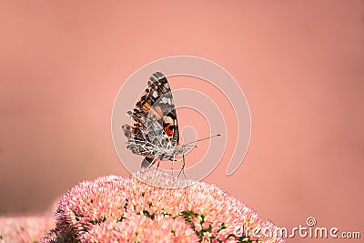 A Painted lady, Cosmopolite (Vanessa cardui) sucking up nectar from yellow flowers in the morning Stock Photo