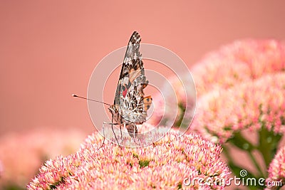 A Painted lady, Cosmopolite (Vanessa cardui) sucking up nectar from yellow flowers in the morning Stock Photo