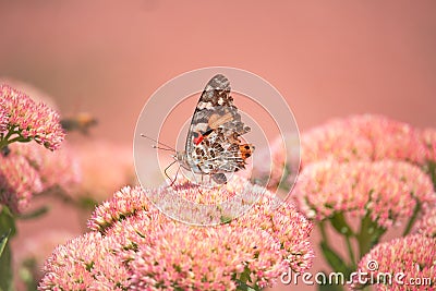 A Painted lady, Cosmopolite (Vanessa cardui) sucking up nectar from yellow flowers in the morning Stock Photo