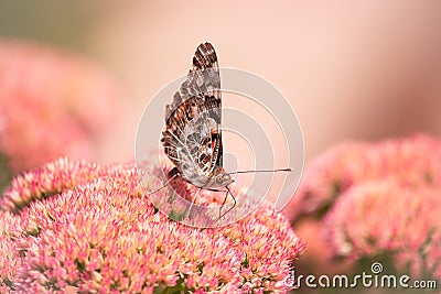 A Painted lady, Cosmopolite (Vanessa cardui) sucking up nectar from yellow flowers in the morning Stock Photo