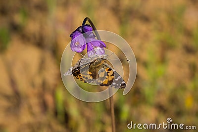 Painted Lady Vanessa cardui butterfly sipping nectar on a Blue Dichelostemma capitatum wildflower, California Stock Photo