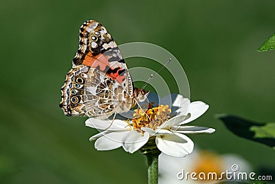 Painted lady or Vanessa cardui a well-known colorful butterfly on white Zinnia flower. Stock Photo