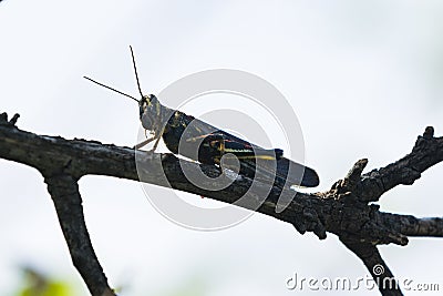 A Painted Locust Grasshopper on a branch Stock Photo