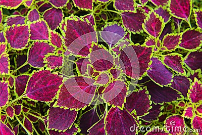 Painted nettle leaf Stock Photo