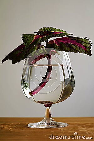 Painted nettle plant in a cognac glass filled with water Stock Photo