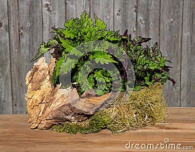 Painted nettle on a wooden table. Stock Photo