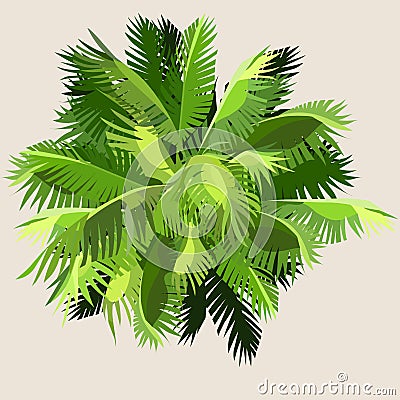 Painted palm leaves gathered Vector Illustration