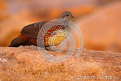 Painted Spurfowl, Galloperdix lunulata, male , Hampi, Karnataka Stock Photo