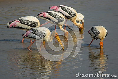 painted stock in a group hunting for fish Stock Photo