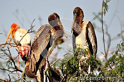 Painted stork Stock Photo