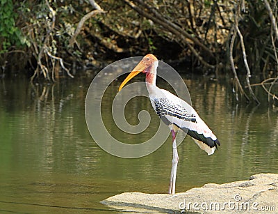 Painted Stork Stock Photo