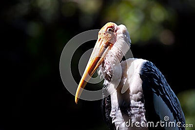 Painted Stork bird Stock Photo