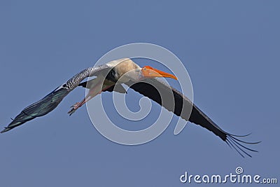 Painted stork bird are flying. natural, natyre, wallpaper Stock Photo