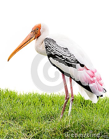 Painted stork bird Stock Photo