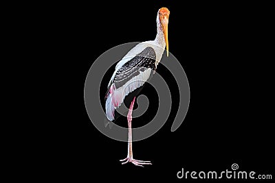 Painted Stork isolated Stock Photo
