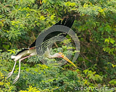 A Painted Stork with its wings open flying Stock Photo