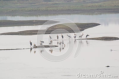 Painted Storks Flock at the Wetland Stock Photo