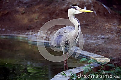 Painted Stork standing in zoological park of India Editorial Stock Photo