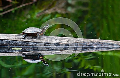 Painted Turtle Stock Photo