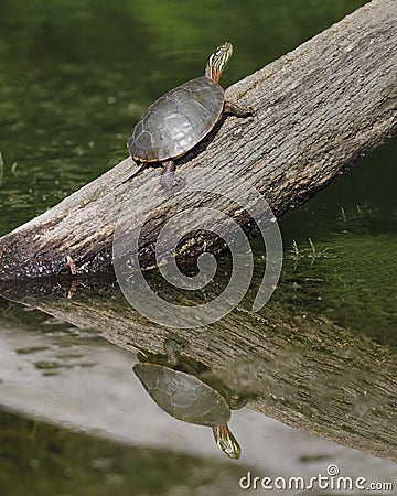 Painted Turtle Basking on a Log Stock Photo