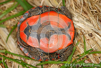 Painted Turtle (Chrysemys picta) Stock Photo