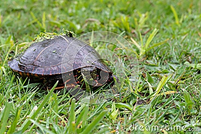 Painted turtle walking in the grass in the rain Stock Photo