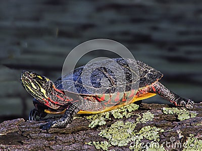 Painted Turtle on mossy log close up Stock Photo
