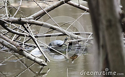 Painted Turtle on muddy bog pond in Georgia, USA Stock Photo