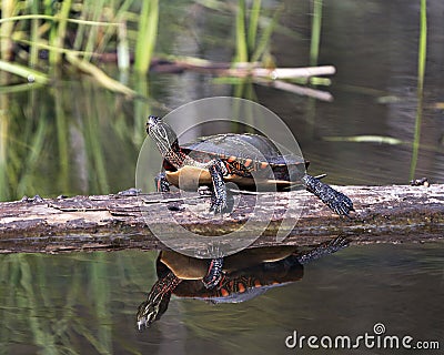 Painted Turtle Photo. Turtle resting on a log with body reflection and displaying its turtle shell, head, paws in its environment Stock Photo