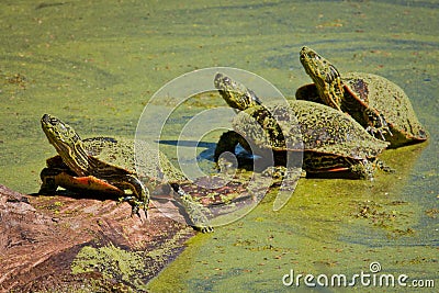 Painted Turtles Covered in Green Duckweed Stock Photo