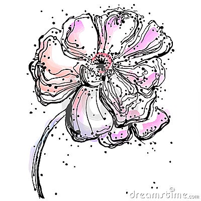 Painted watercolor poppy flower, VECTOR. Great idea to print a modern t-shirt or youth poster Stock Photo